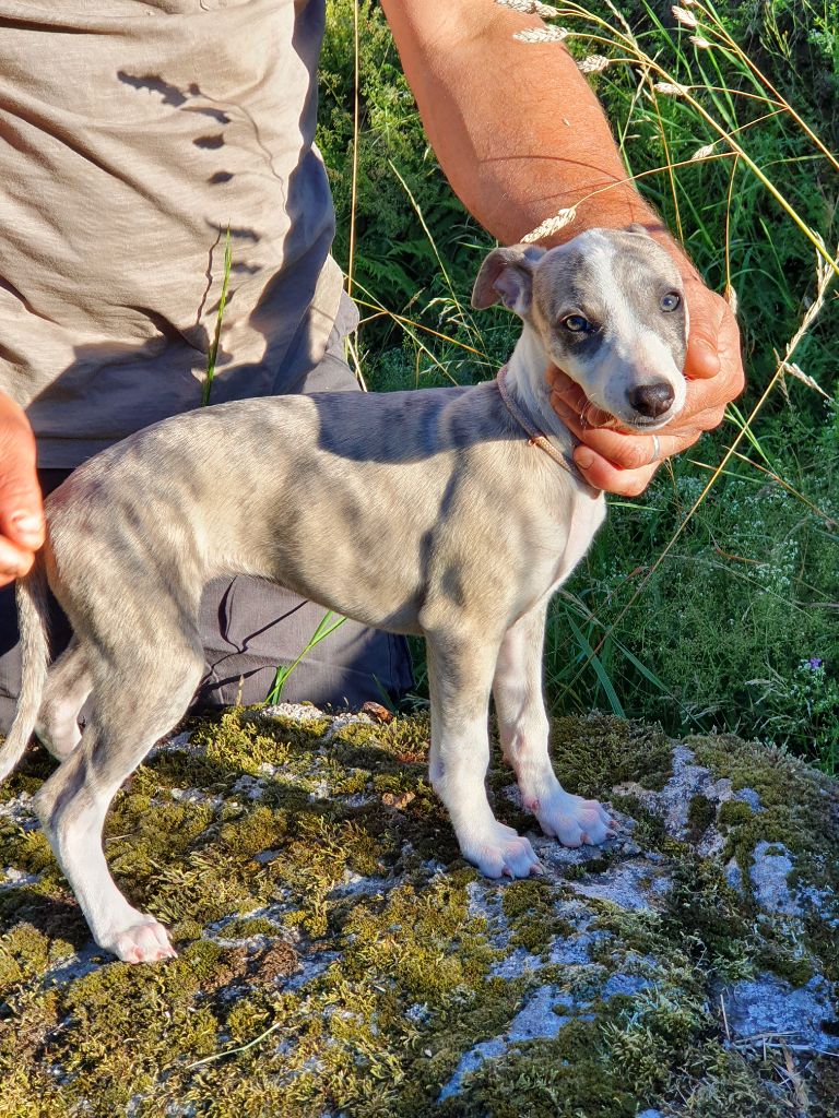 Du Haut Des Baumes - Chiots disponibles - Whippet