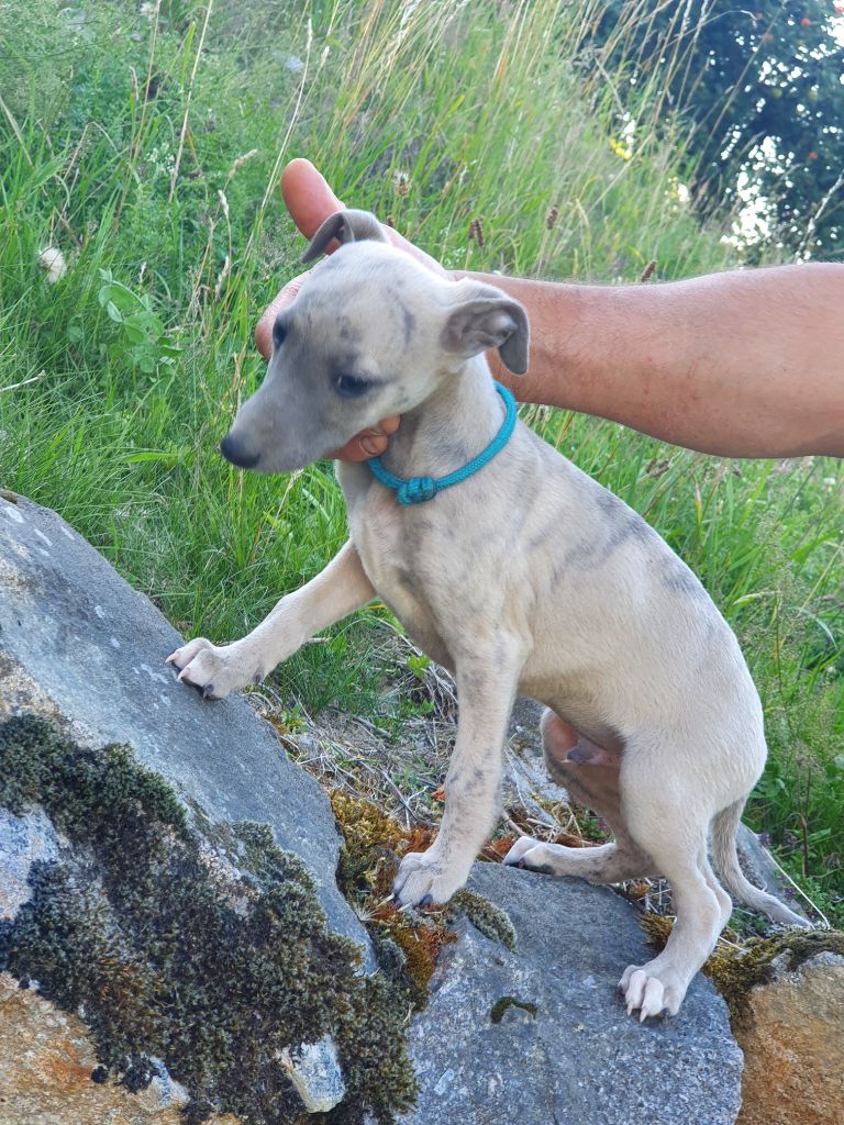 Du Haut Des Baumes - Chiots disponibles - Whippet