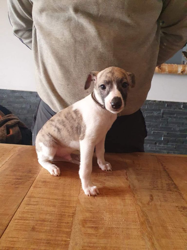 Du Haut Des Baumes - Chiots disponibles - Whippet